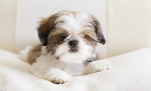 Shih Tzu femminuccia