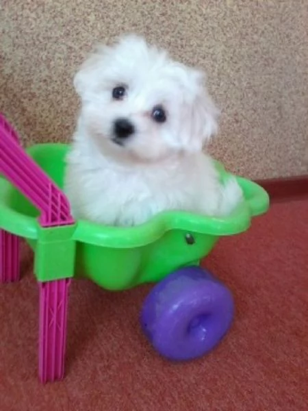 Maltese toy cuccioli | Foto 0