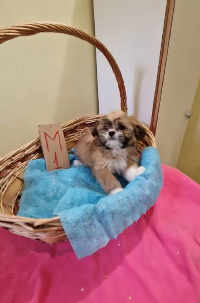 Shih Tzu maschietto