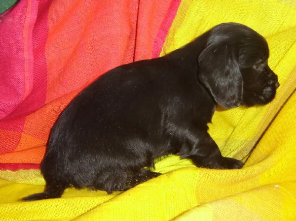 Cocker Spaniel femminuccia nera | Foto 1