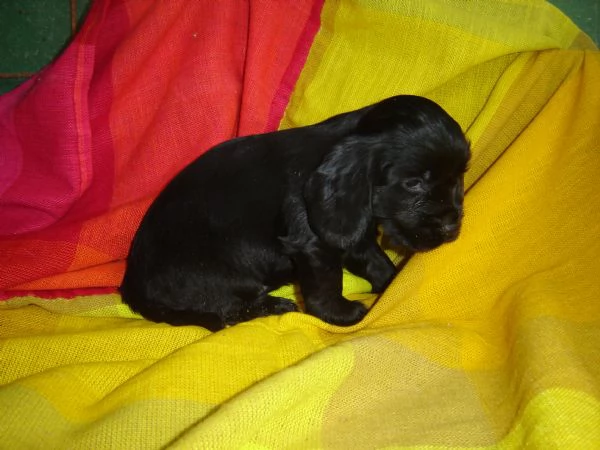 Cocker Spaniel femminuccia nera | Foto 0