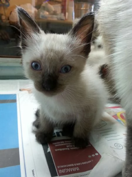 Siamese tradizionale gattini | Foto 1