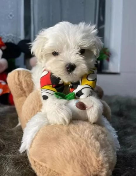 Maltese toy cuccioli | Foto 0