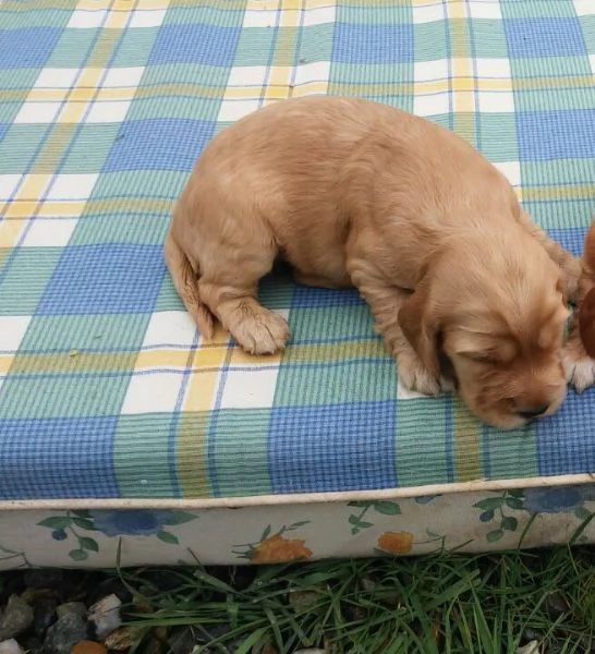 Cocker Spaniel maschietti | Foto 1