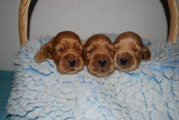 Cocker Spaniel maschietti