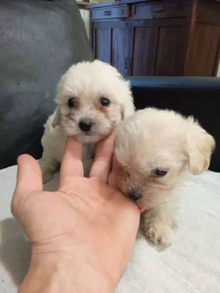 Maltipoo maschietti | Foto 1