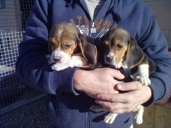 Beagle tricolore cuccioli