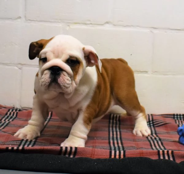 Bulldog Inglese cuccioli | Foto 1