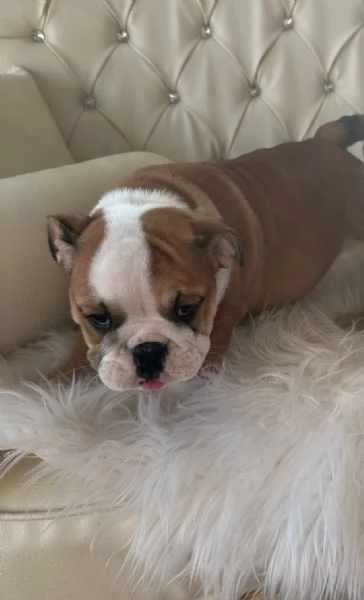 Bulldog Inglese cuccioli | Foto 0