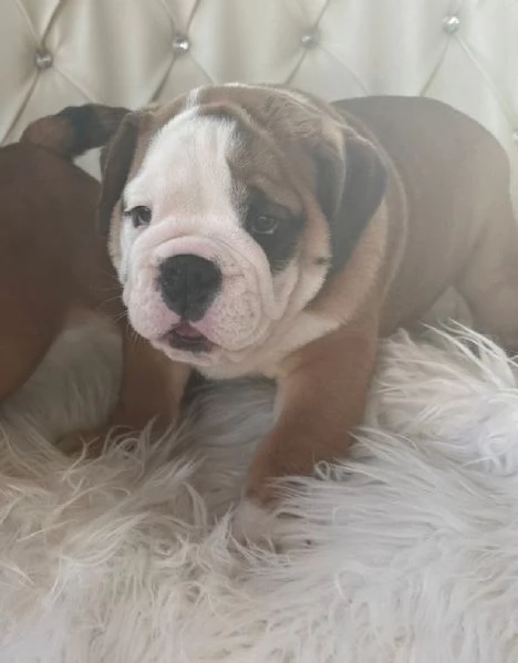 Bulldog Inglese cuccioli