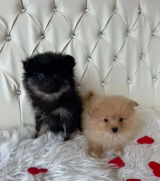 Spitz Pomerania toy cuccioli