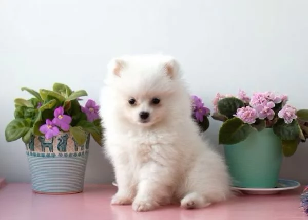 Spitz Pomerania toy cuccioli | Foto 1