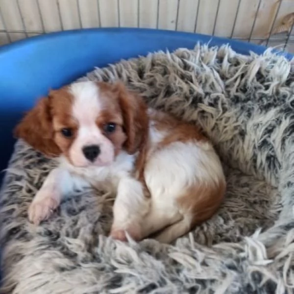 Cavalier King taglia piccola