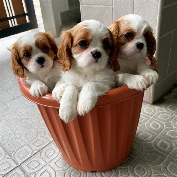 Cavalier King taglia piccola | Foto 0