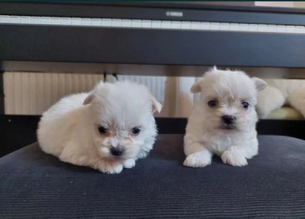 Maltipoo maschietti