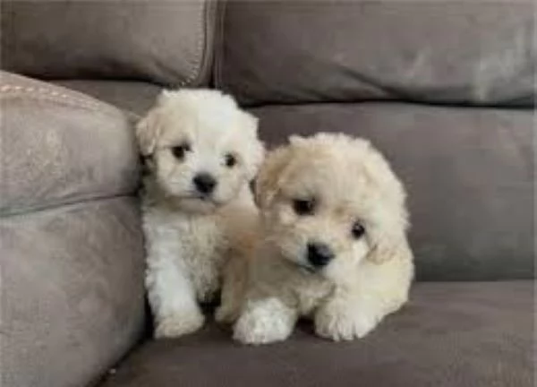 Maltipoo maschietti | Foto 1