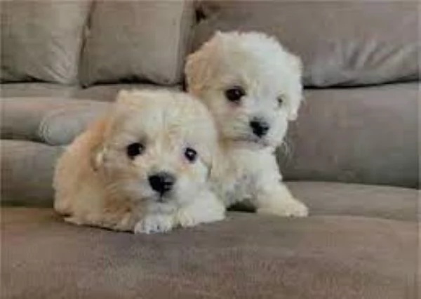 Maltipoo maschietti | Foto 0