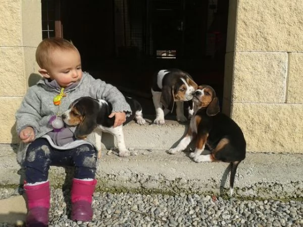 Beagle tricolore cuccioli