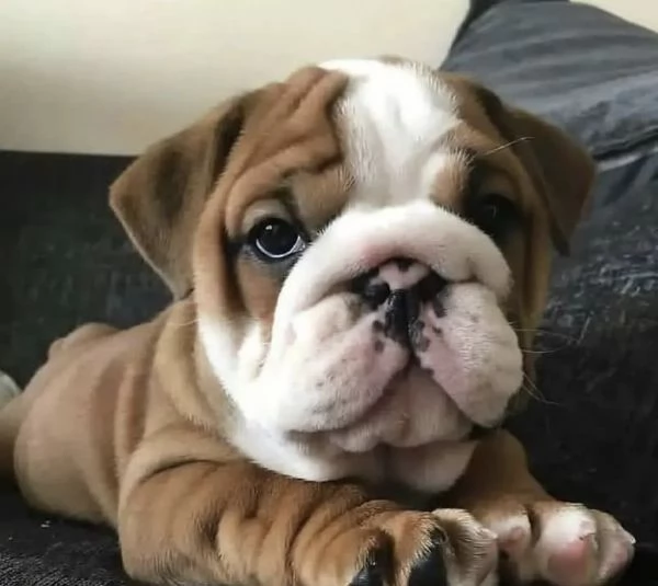 Bulldog Inglese femminucce | Foto 0