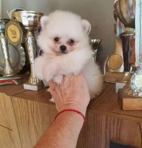 Pomerania toy cuccioli