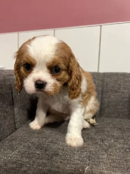 Cavalier King maschietti | Foto 0