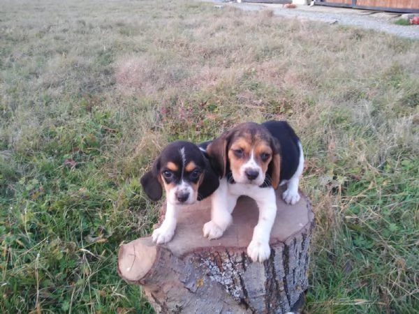 Beagle tricolore cuccioli | Foto 1