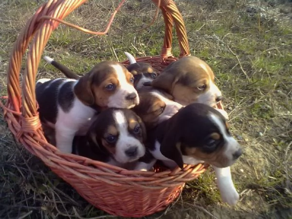 Beagle tricolore cuccioli | Foto 0