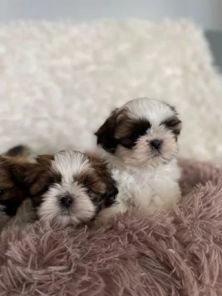 Shih Tzu cuccioli | Foto 0