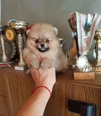 Pomerania mini maschietto | Foto 1