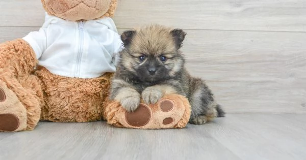 Pomerania mini maschietto | Foto 0