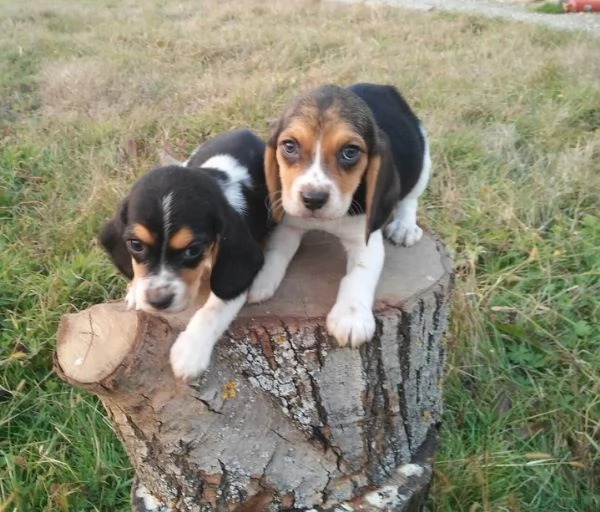 Beagle tricolore cuccioli