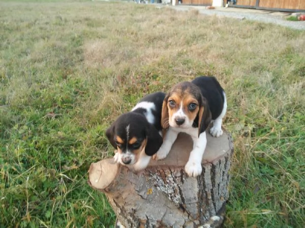 Beagle tricolore cuccioli | Foto 2