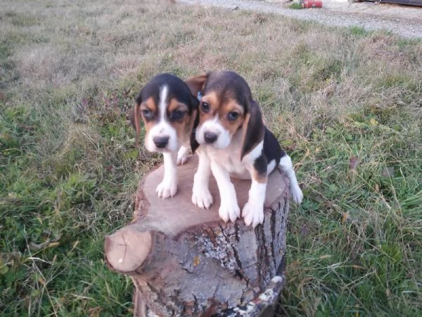 Beagle tricolore cuccioli | Foto 0