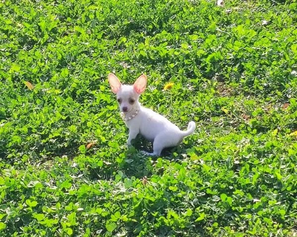 Chihuahua toy cuccioli