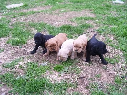 Cocker Spaniel maschietti