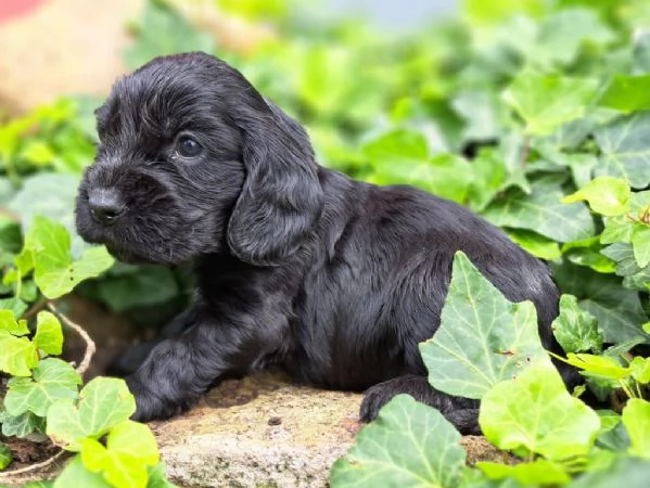 Cocker Spaniel maschietti | Foto 0