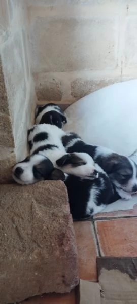 Regalo cuccioli  da caccia