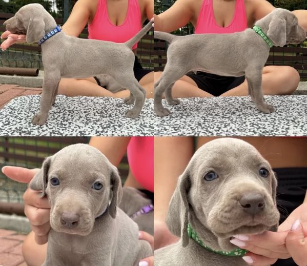 Cuccioli di Weimaraner con Pedegree Enci | Foto 2