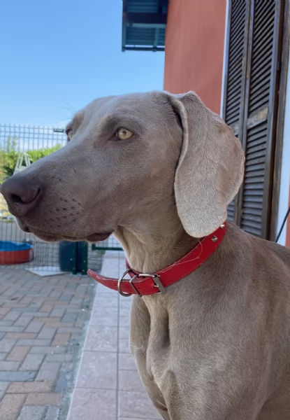 Cuccioli di Weimaraner con Pedegree Enci | Foto 1