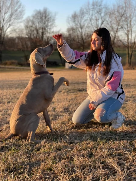 Cuccioli di Weimaraner con Pedegree Enci | Foto 0