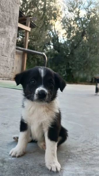 Cuccioli adorabili di Collie e Segugio cercano casa