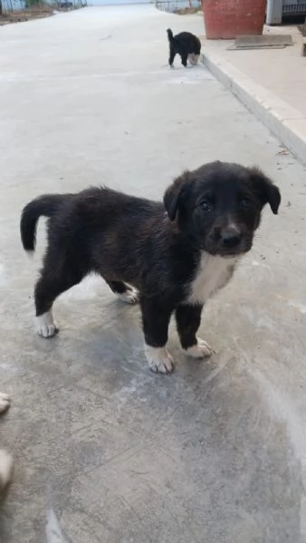 Cuccioli adorabili di Collie e Segugio cercano casa | Foto 3