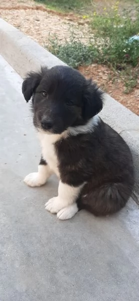 Cuccioli adorabili di Collie e Segugio cercano casa | Foto 2