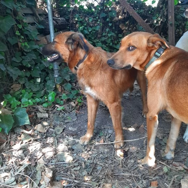 Regalo due cani fratelli taglia media buoni | Foto 1