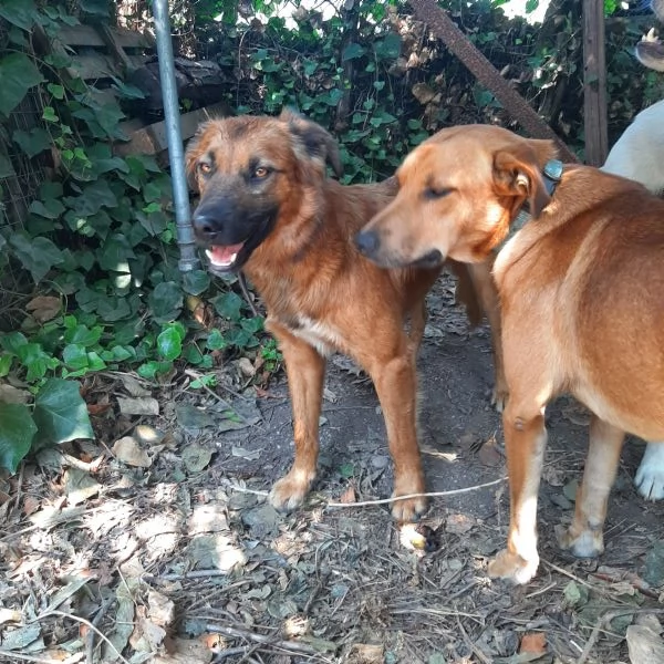 Regalo due cani fratelli taglia media buoni | Foto 0