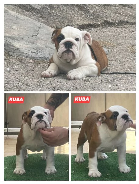 2 splendide cucciole di BULLDOG INGLESE