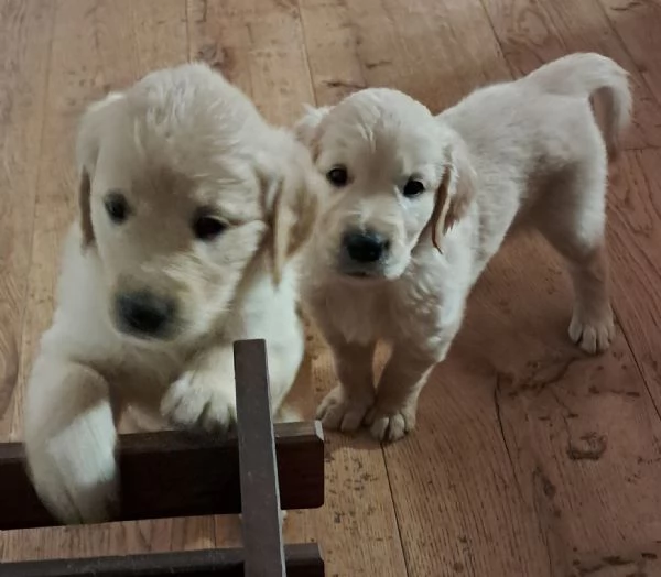 Vendo cuccioli di golden retriver angloamericani  | Foto 1