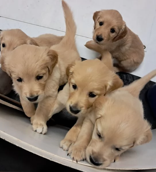 Vendo cuccioli di golden retriver angloamericani  | Foto 0