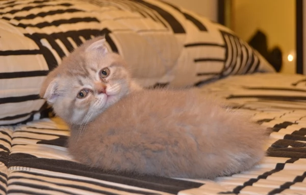 Vendita femmina scottish fold liac 