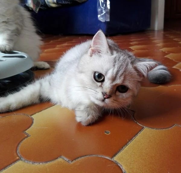 Cuccioli British Shorthair